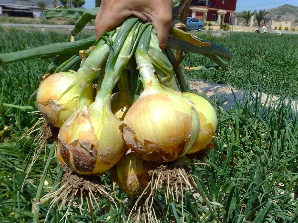 Gobierno y sector cebollero fijan precio de cebolla en 300 lempiras por bolsa