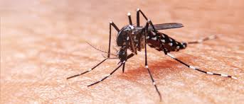 Refuerzan medidas contra el dengue y piden a población no bajar la guardia