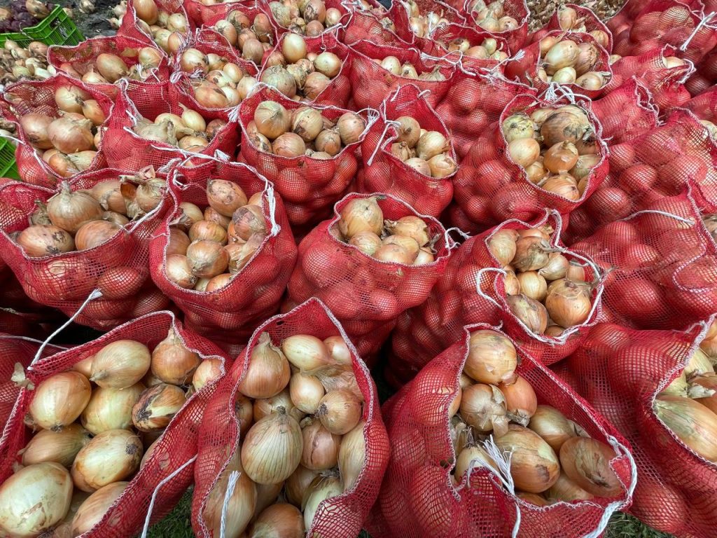 SAG y productores de cebolla avanzan en estrategia para fortalecer la producción y la comercialización del rubro
