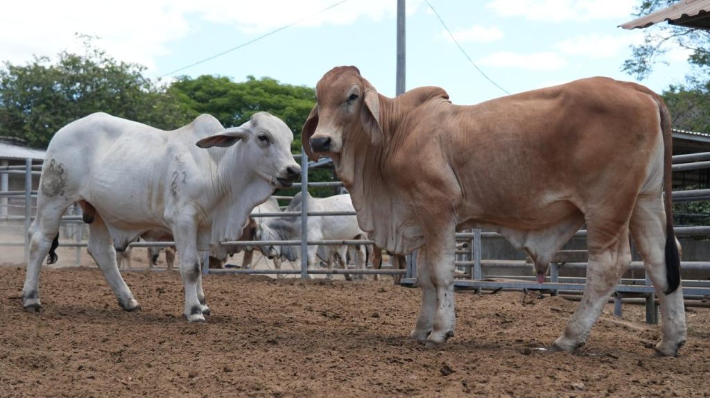 Honduras y Brasil fortalecen cooperación agrícola al impulsar innovación y transferencia tecnológica