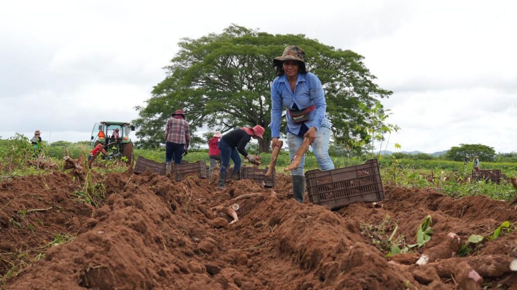 Ley de Alivio Financiero fortalece acceso al crédito y la producción agrícola