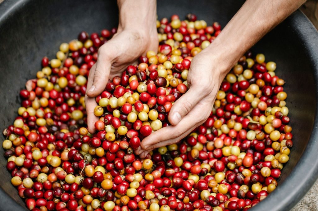 SAG e IHCAFE firman convenio por L.100 millones para fortalecer la caficultura hondureña