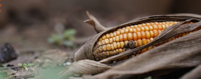 Estudio de Visión Mundial en el Corredor Seco revela que el 85% de las familias agricultoras encuestadas sufrió lluvias tardías, irregulares o ausencia de ellas