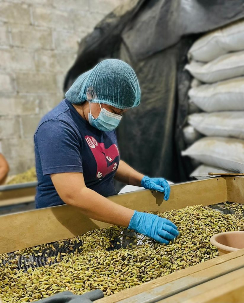 Cardamomo hondureño genera más de $16 millones y busca expansión